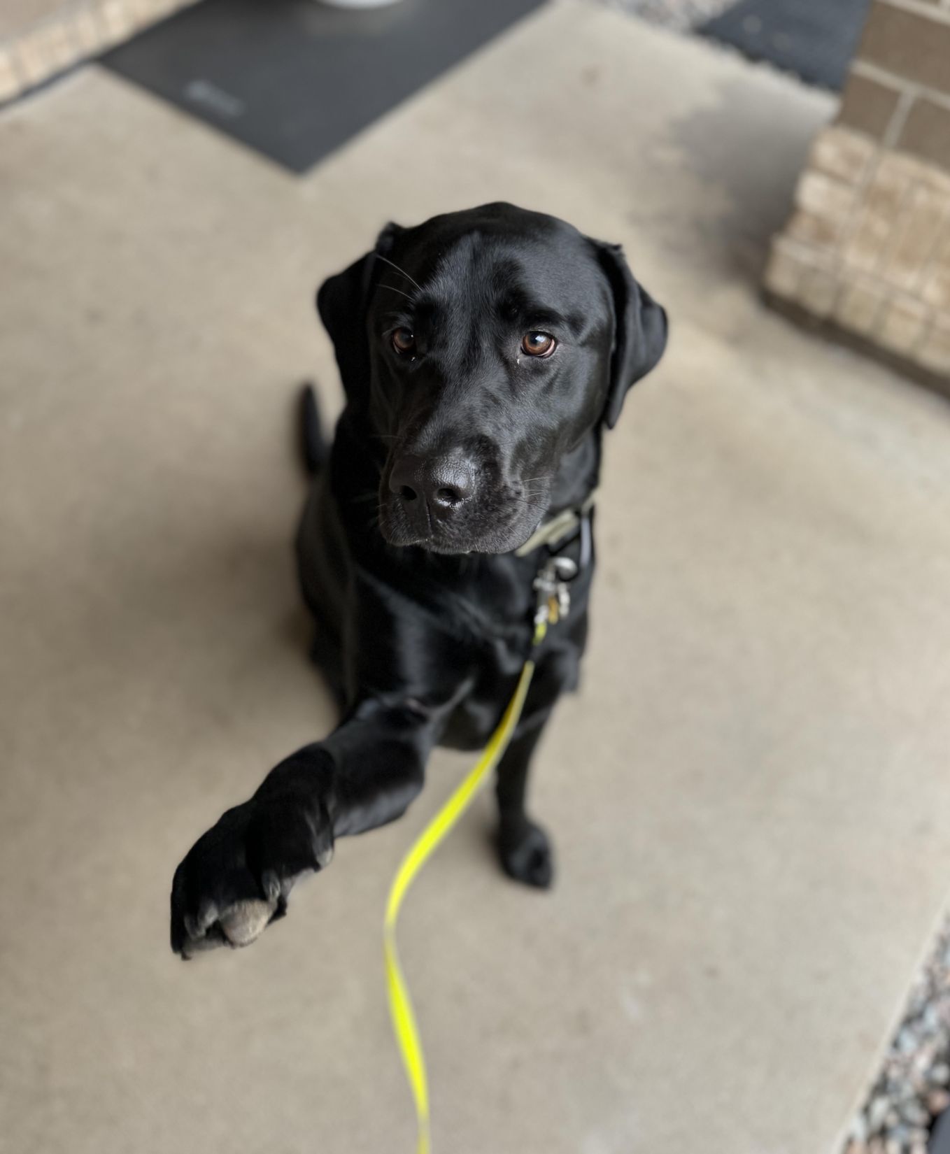 Animal Hospital of Howard Green Bay veterinarians